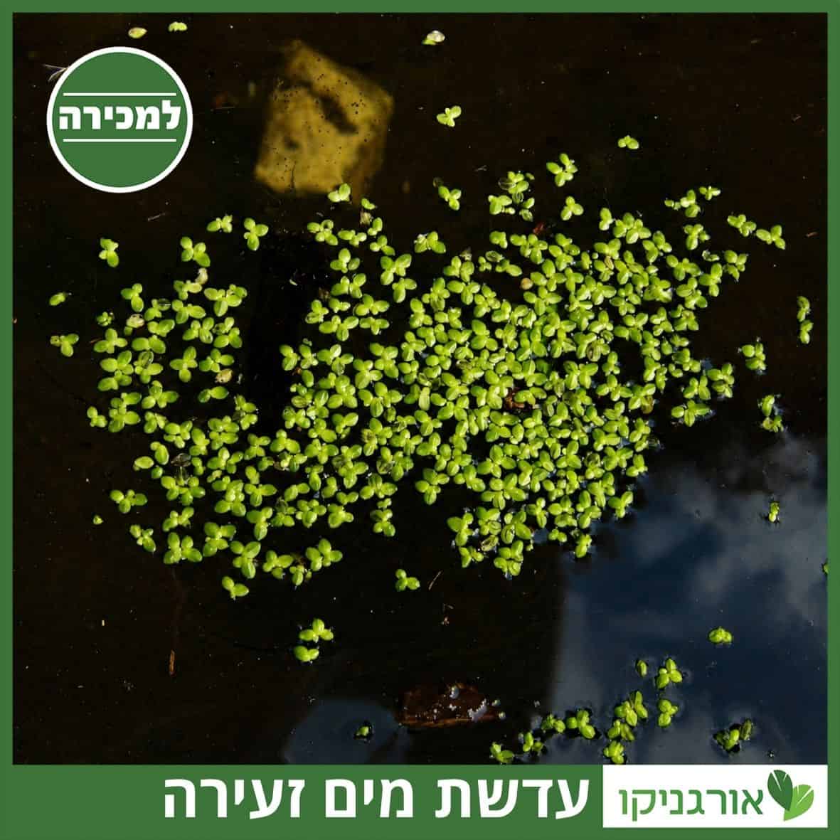 עדשת מים זעירה למכירה - מחיר