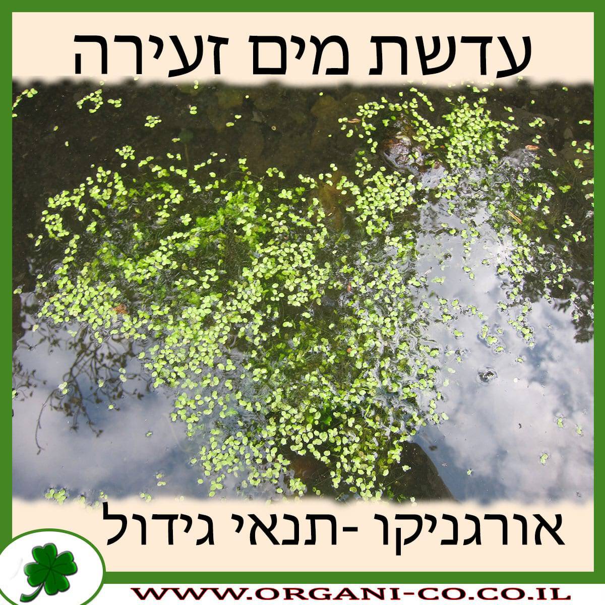 עדשת מים זעירה
