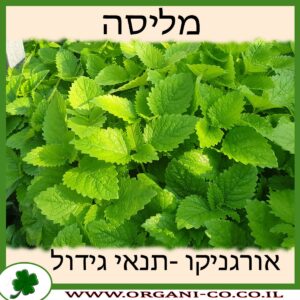 מליסה גידול צמח