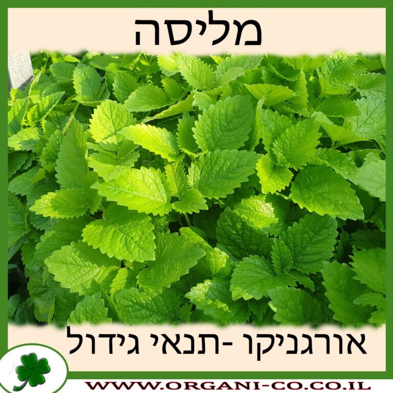 מליסה מליסה גידול צמח