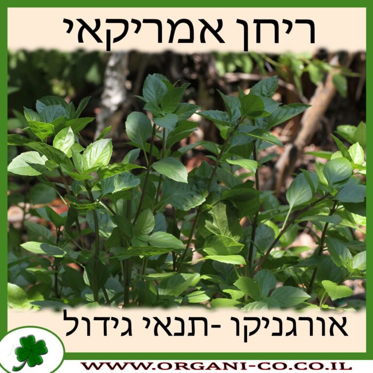 ריחן אמריקאי ריחן אמריקאי גידול צמח