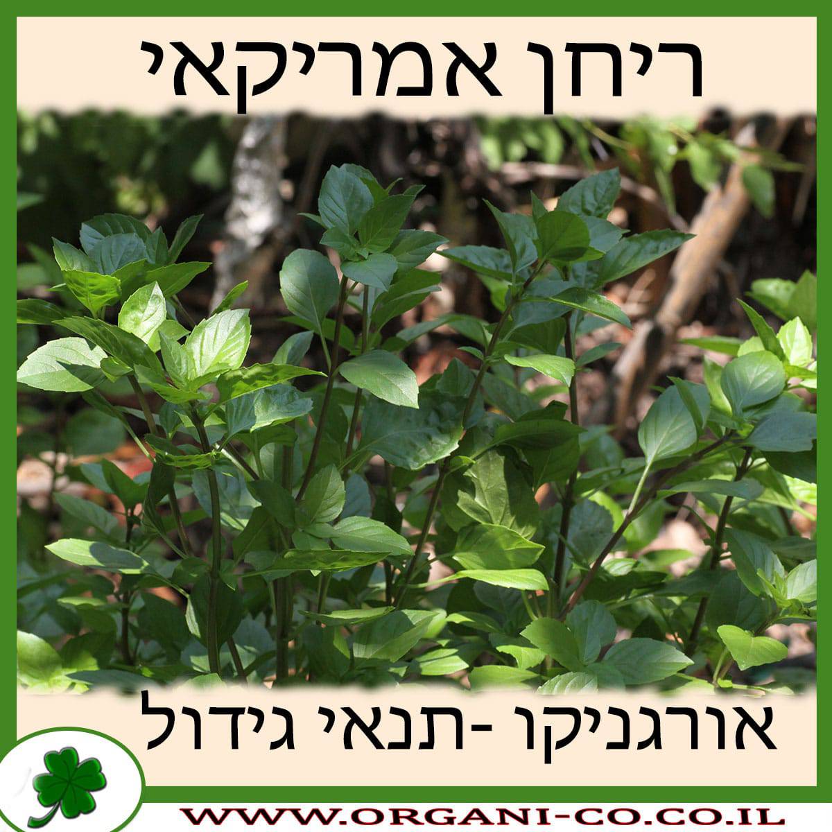 ריחן אמריקאי גידול צמח