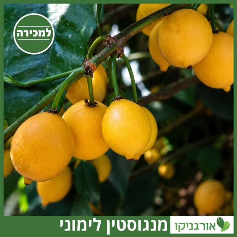 מנגוסטין לימוני למכירה עץ