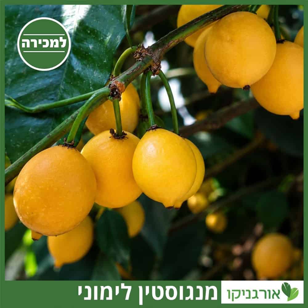 מנגוסטין לימוני למכירה עץ