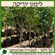 לימון יוירקה 50 ליטר למכירה - מחיר