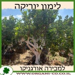 לימון יוריקה בוגר 8-10