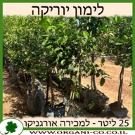 לימון יוריקה 25 ליטר למכירה - מחיר