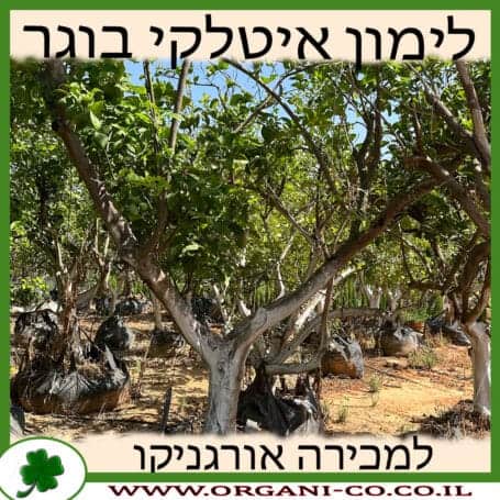 לימון איטלקי בוגר למכירה - מחיר