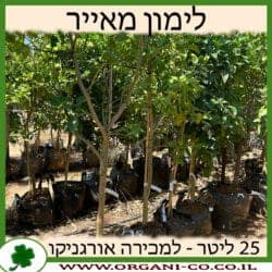לימון מאייר 25 ליטר