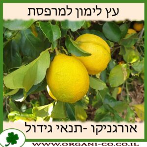 עץ לימון למרפסת