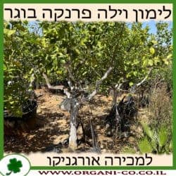 לימון וילה פרנקה בוגר