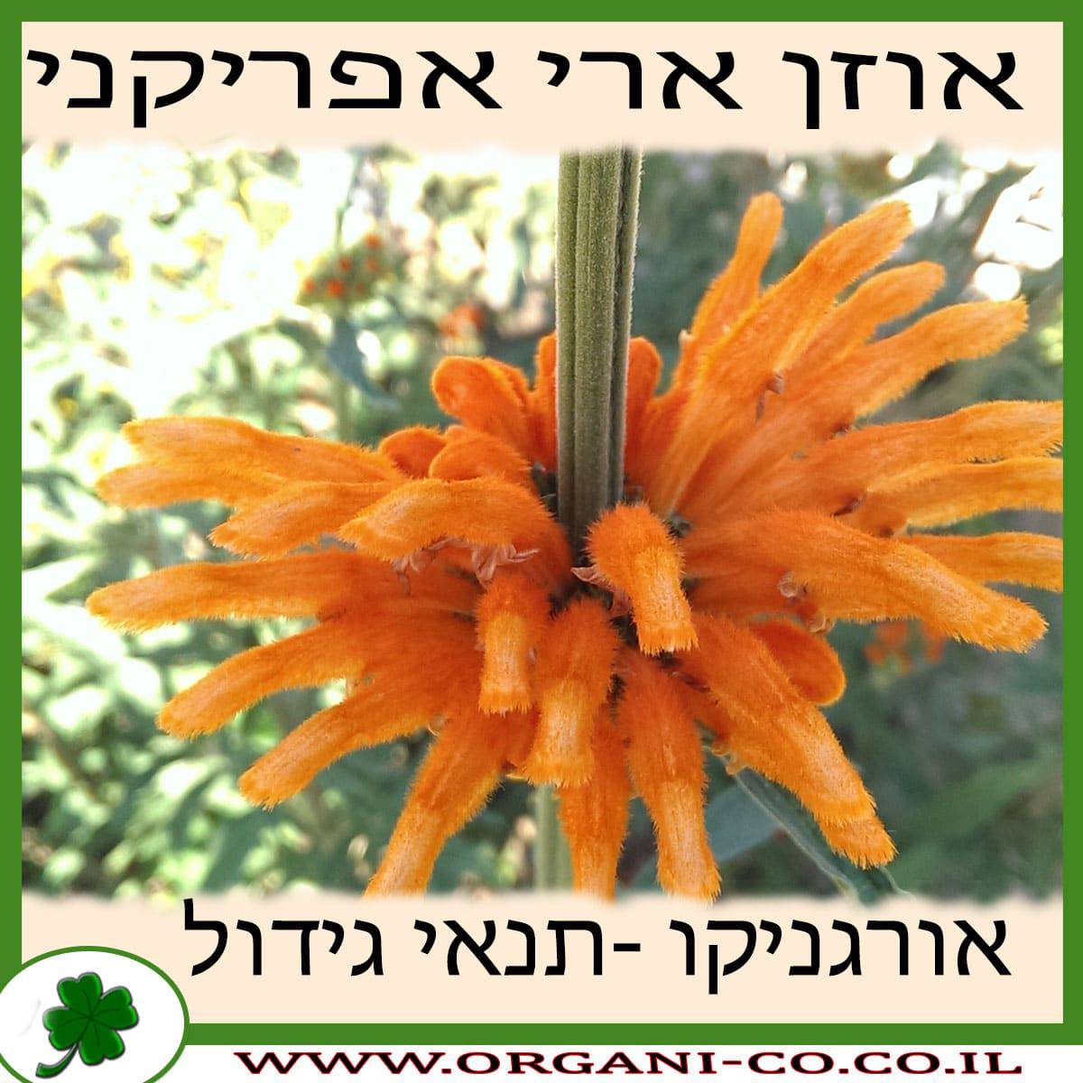 אוזן ארי אפריקני גידול צמח