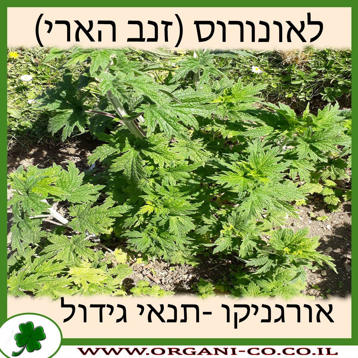 לאונורוס (זנב הארי)