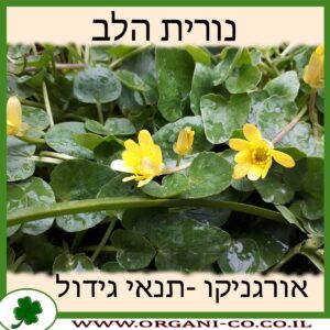 נורית הלב