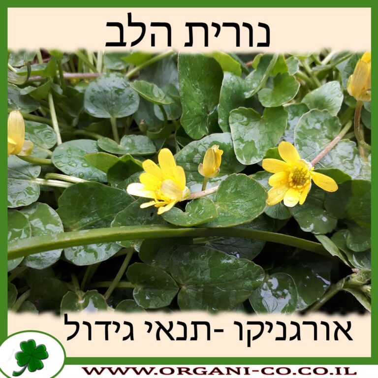 נורית הלב