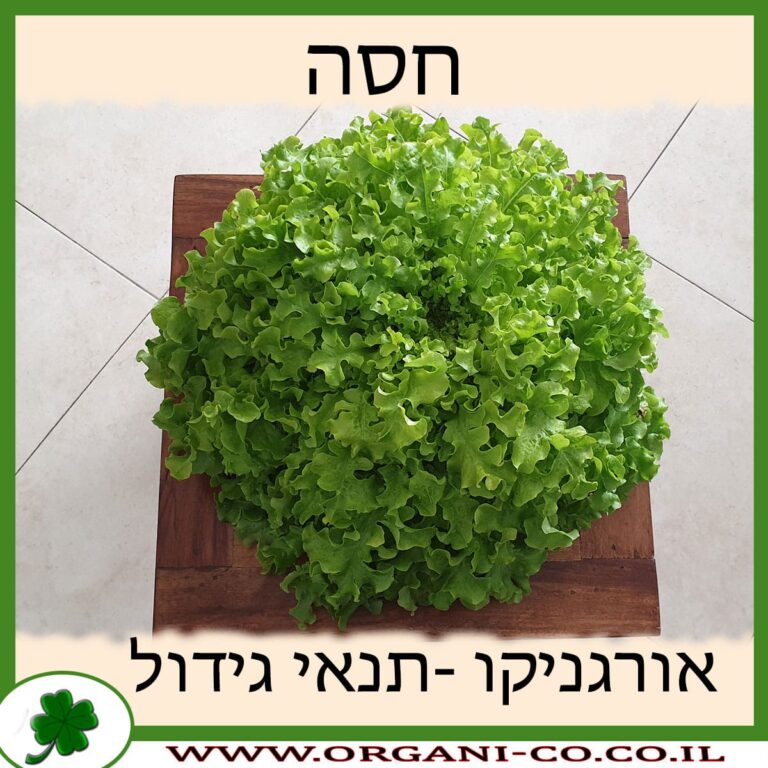 חסה חסה תנאי גידול