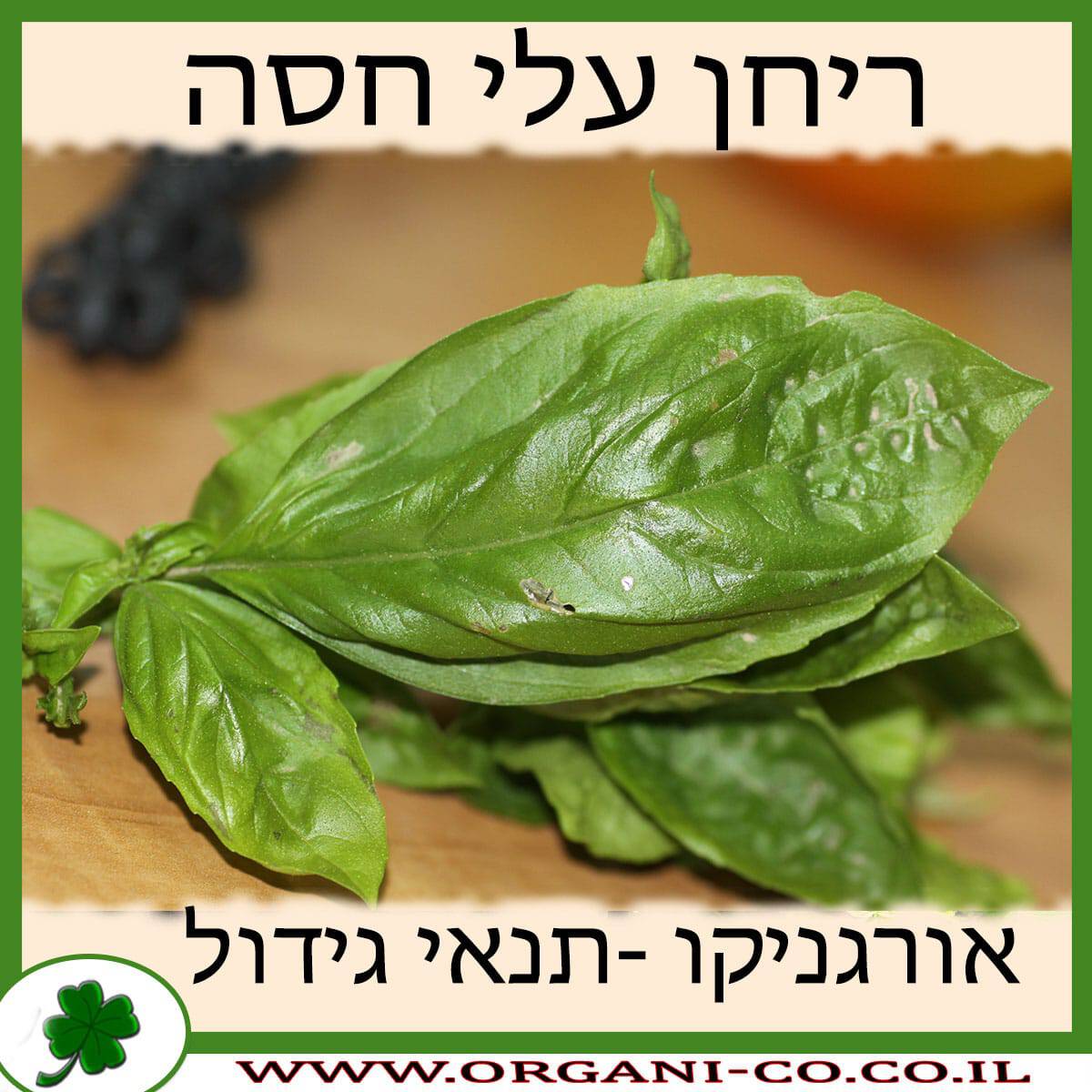 ריחן עלי חסה גידול צמח