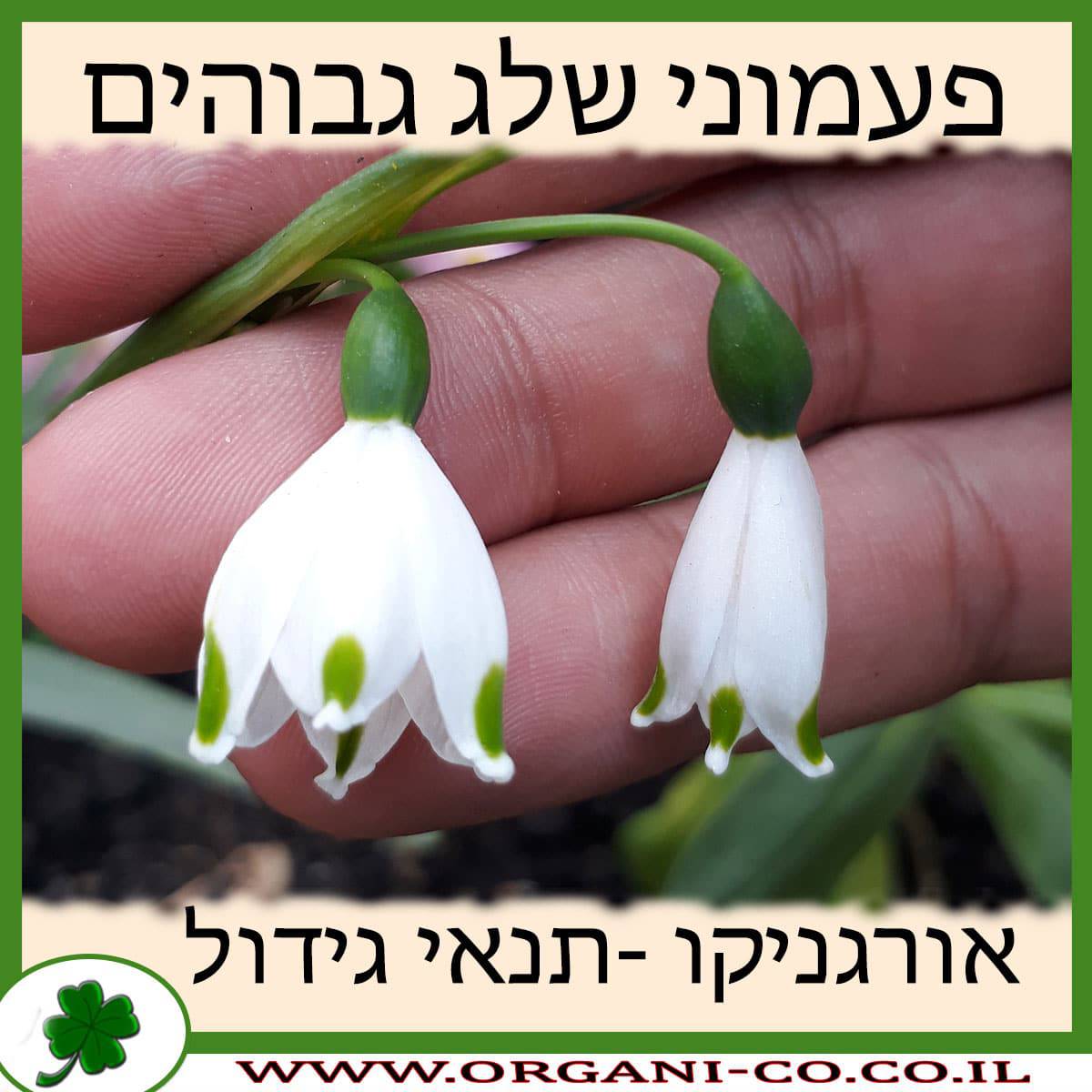 פעמוני שלג גבוהים