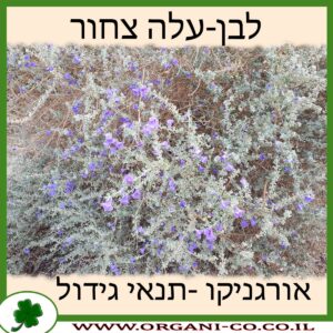 לבן-עלה צחור