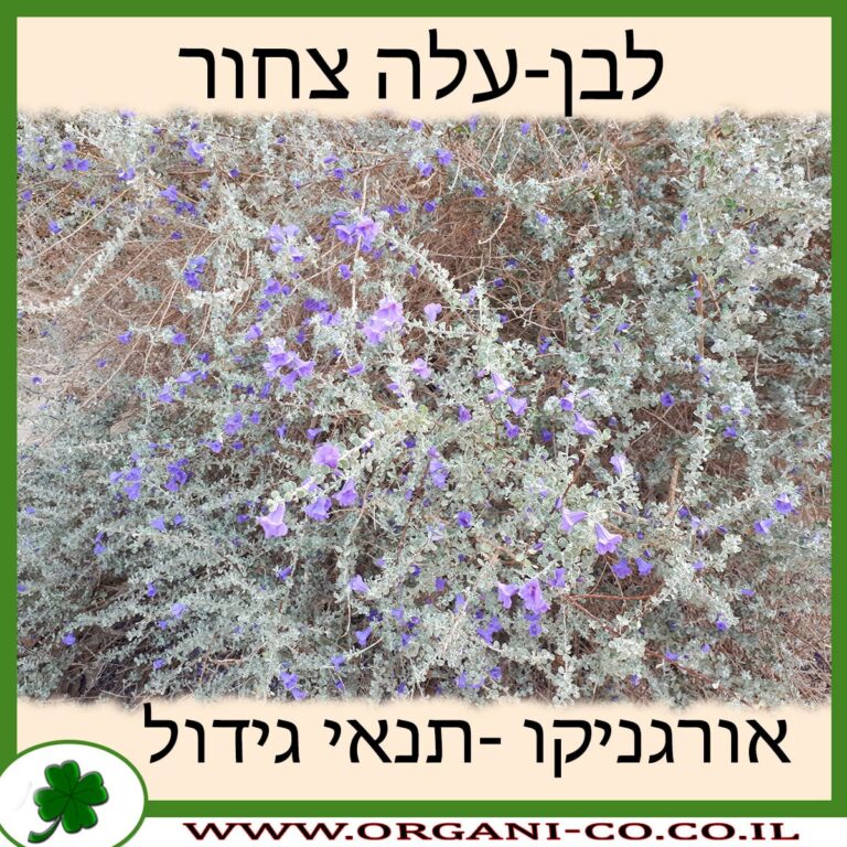 לבן-עלה צחור לבן-עלה צחור