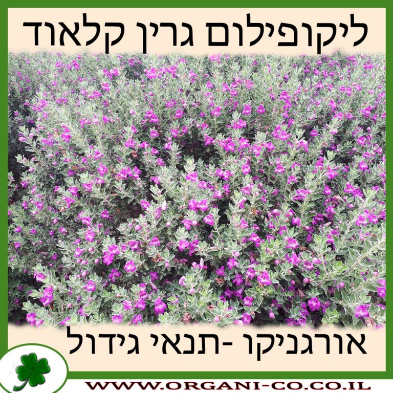 ליקופילום גרין קלאוד ליקופילום גרין קלאוד