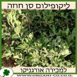 לבן עלה (ליקופילום) סן חוזה 10 ליטר