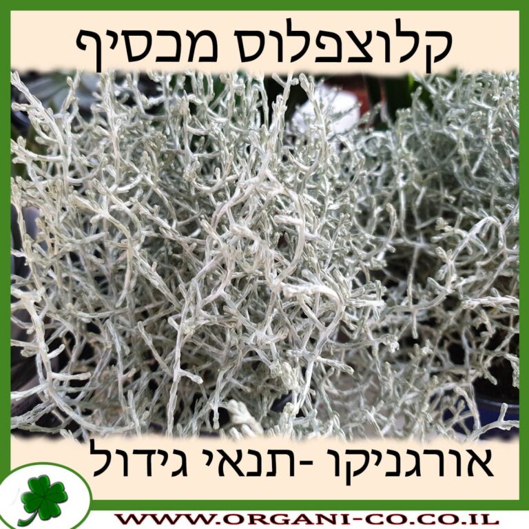 קלוצפלוס מכסיף קלוצפלוס מכסיף