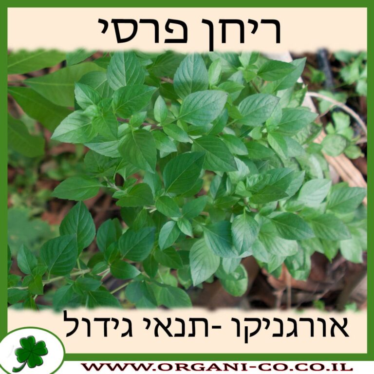 ריחן פרסי ריחן פרסי גידול צמח