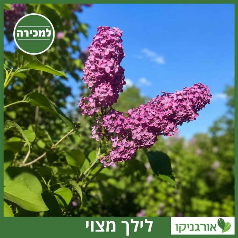 לילך צמח למכירה - מחיר