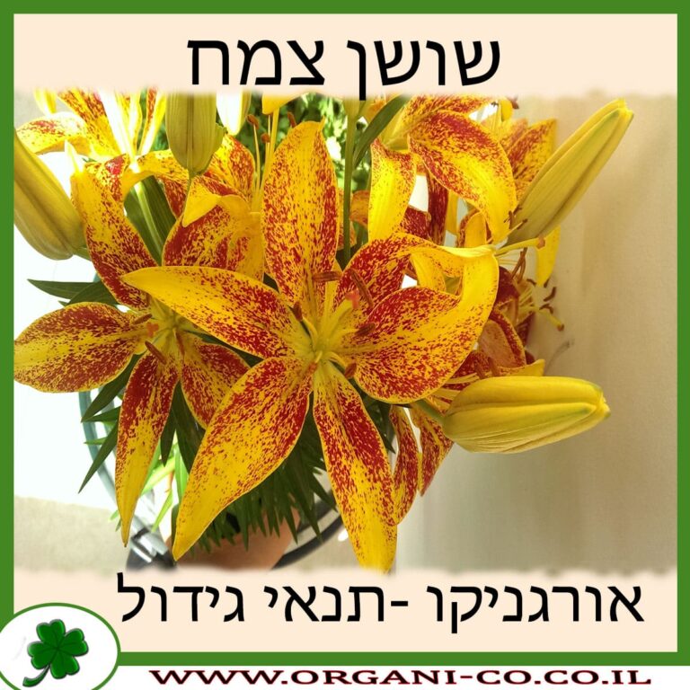 שושן צחור