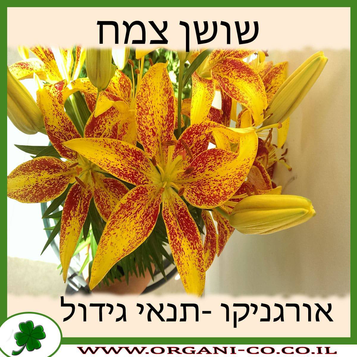 שושן צחור