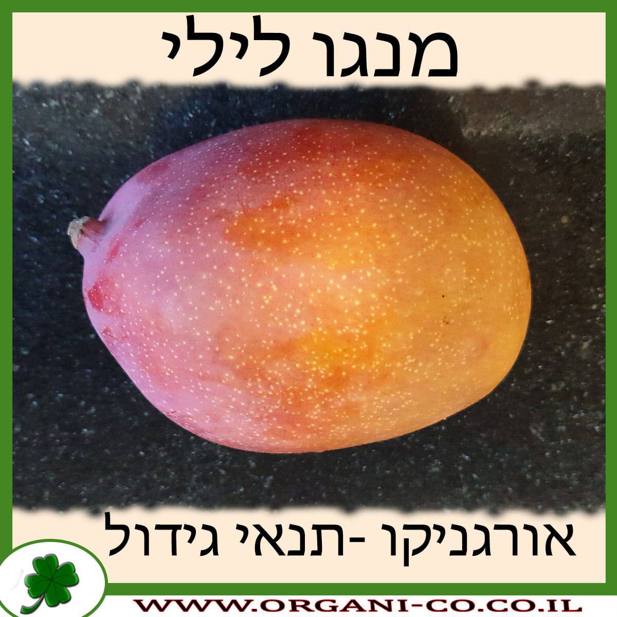 מנגו לילי