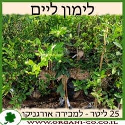 לימון ליים 25 ליטר