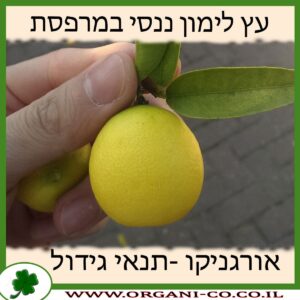 עץ לימון ננסי במרפסת
