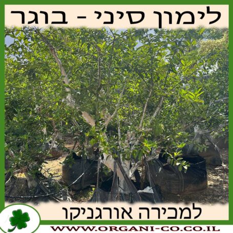 לימון ננסי בוגר 4-5 צול למכירה - מחיר