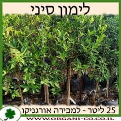 לימון סיני 25 ליטר