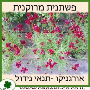 פשתנית מרוקנית