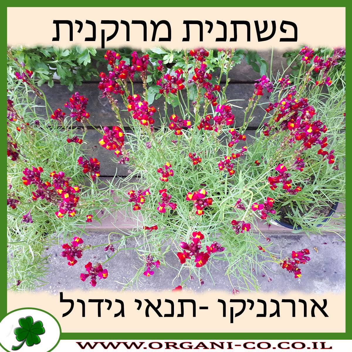 פשתנית מרוקנית
