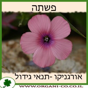 פשתה