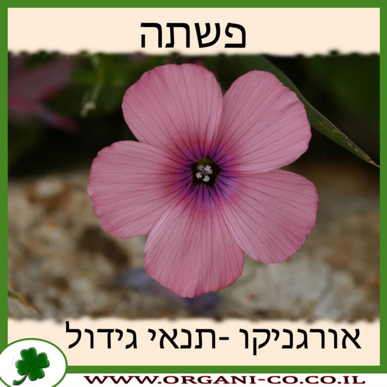 פשתה