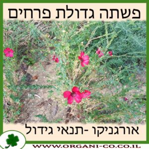 פשתה גדולת פרחים