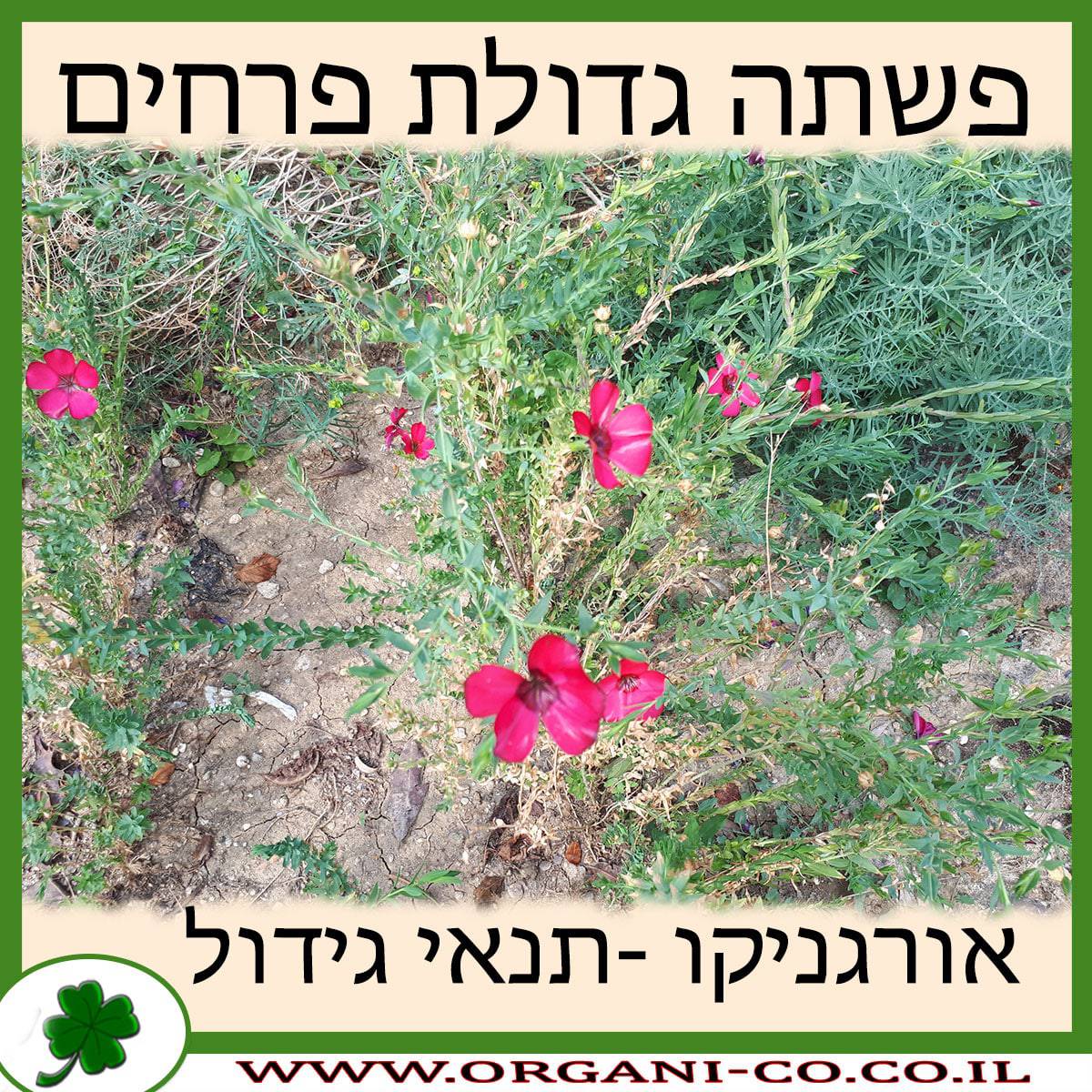 פשתה גדולת פרחים