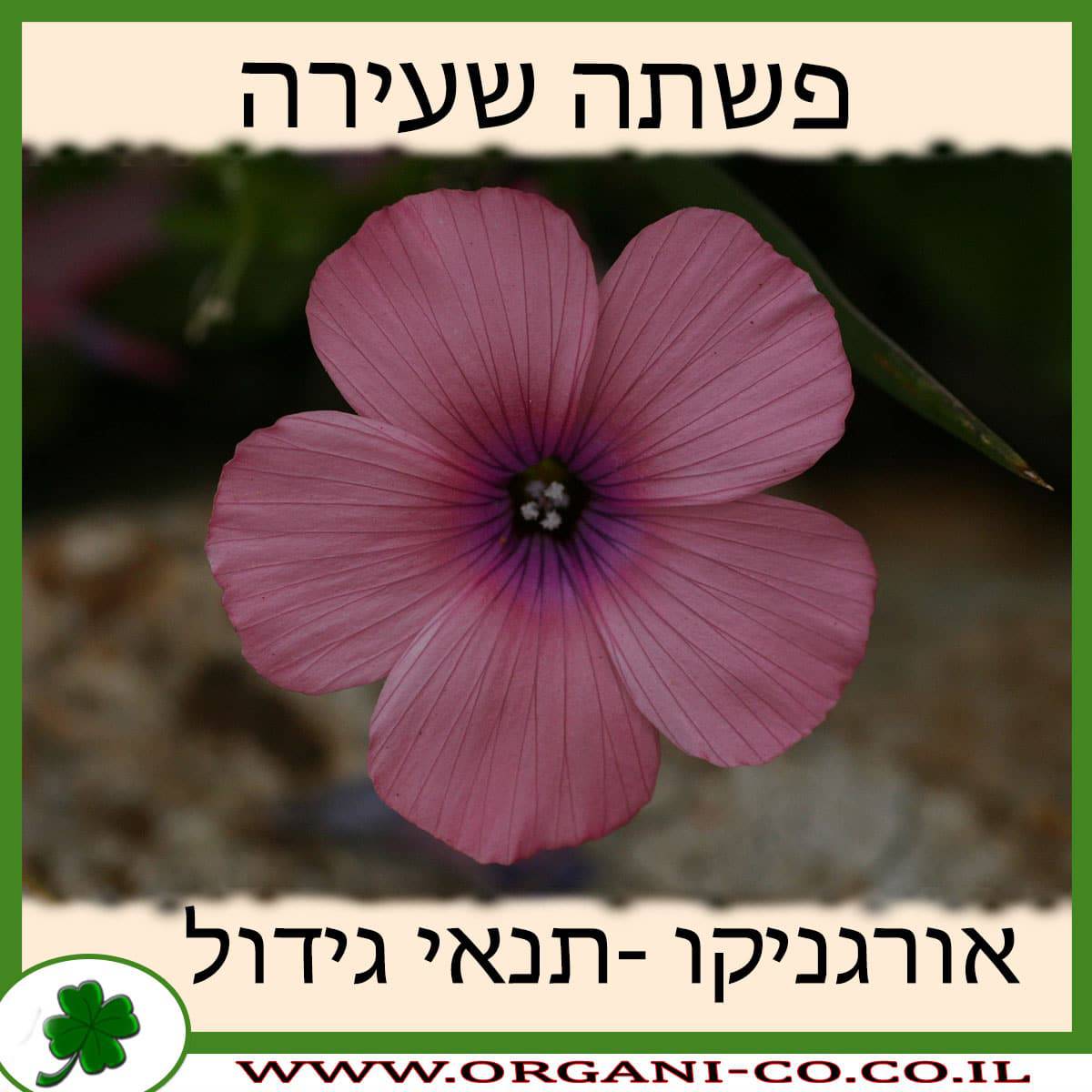 פשתה שעירה