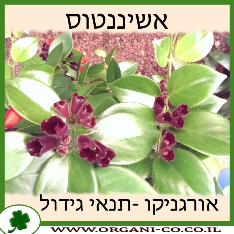 אשיננטוס אשיננטוס