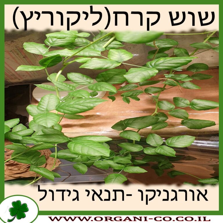 שוש קרח שוש קרח גידול צמח