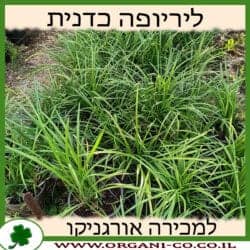ליריופה כדנית 10 ליטר