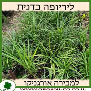 ליריופה כדנית 10 ליטר למכירה - מחיר