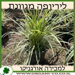 ליריופה כדנית מגוון 10 ליטר