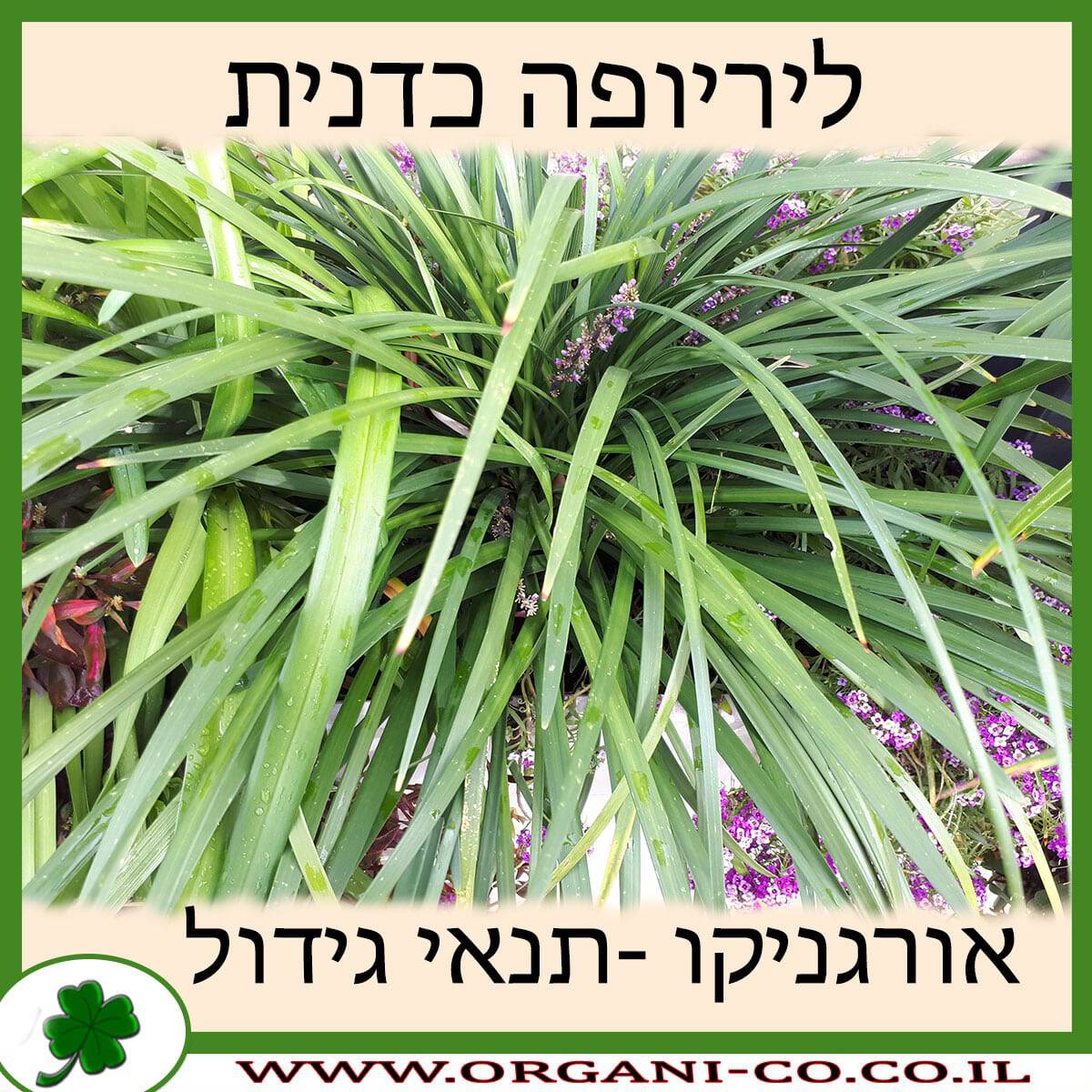 ליריופה כדנית