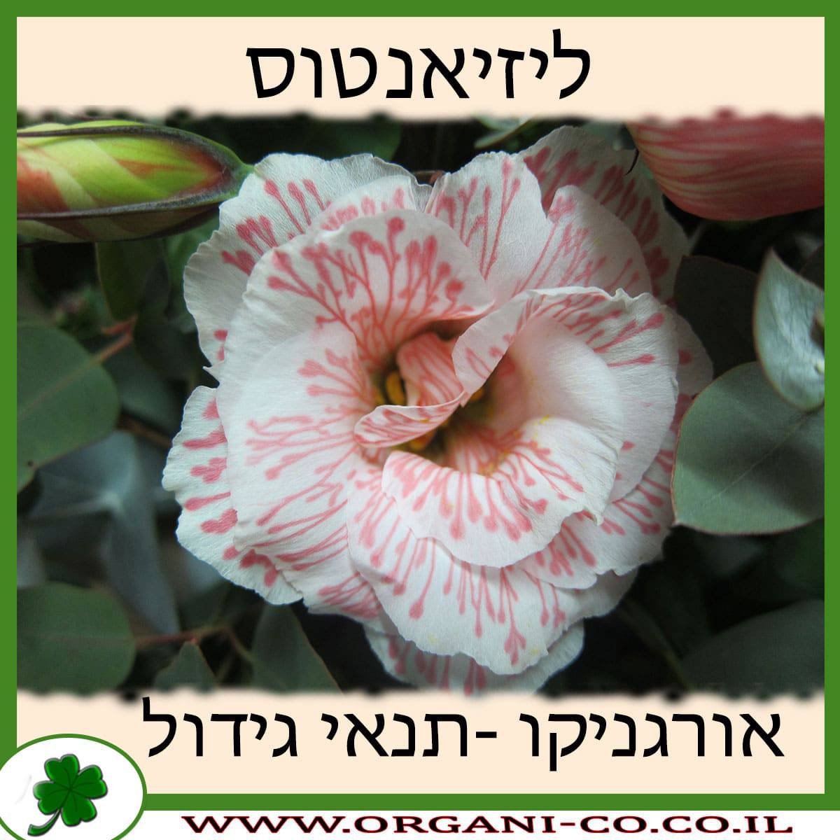 ליזיאנטוס
